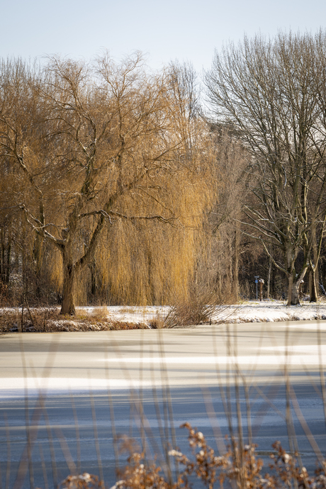 Prachtige boom aan een bevroren meer