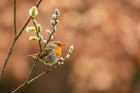 Roodborst