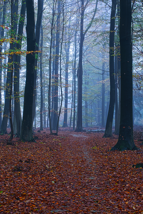 Bos en mist, een mooie combi!