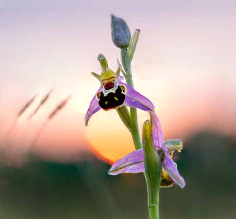 bijenorchis