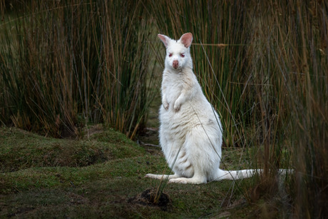 Albino