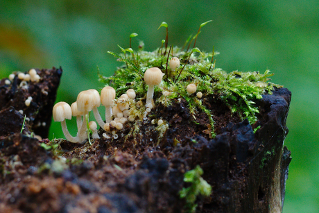 paddenstoeltjes op boomstam