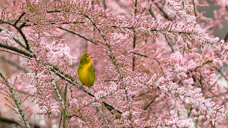 SINGING BIRD