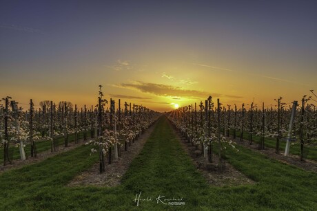 Zonsopkomst in de Betuwe