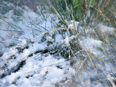 Lensbaby OMNI testen