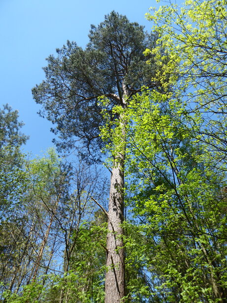 Hoge boom