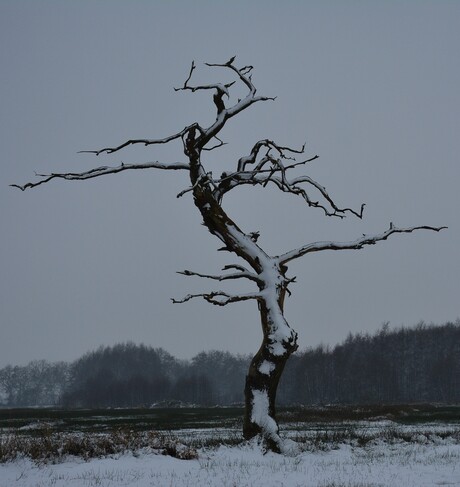 De meest gefotografeerde boom van Gasteren in het winterlandschap.