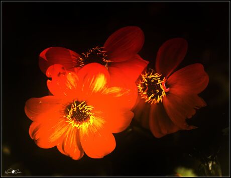 Orange gazania