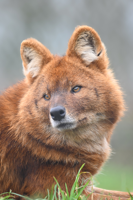 Dhole