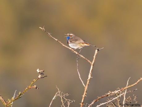 Blauwborst