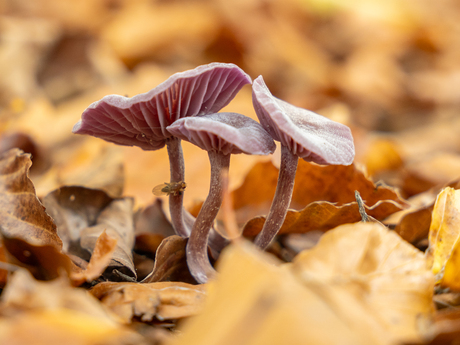 Paddenstoelen in het bos