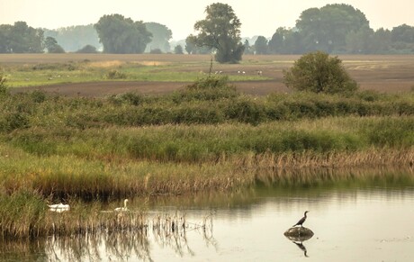 Kraanvogels.....