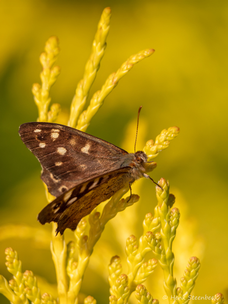 Bont zandoogje in conifeer