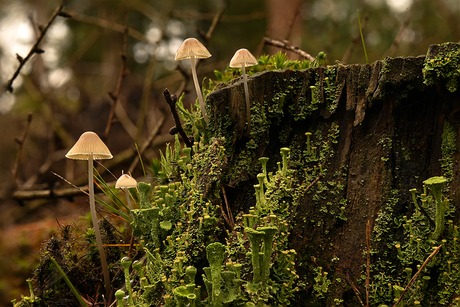 Paddenstoelen