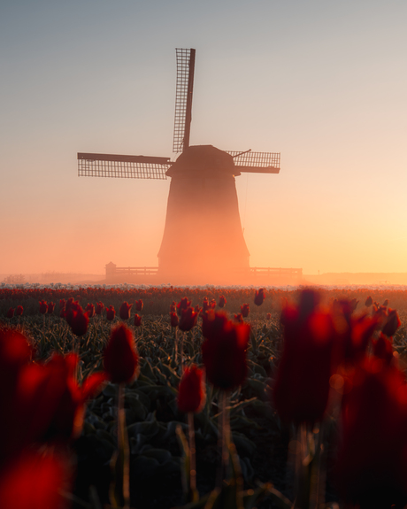 Molens en mistige ochtenden