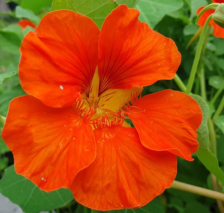 Oost-Indische kers 