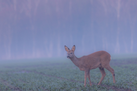 Jonge reebok in de mist