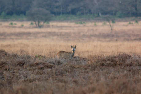 Standing Watch