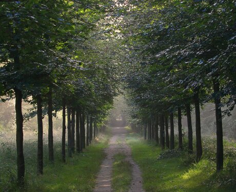  Petit tunnel d'arbres.