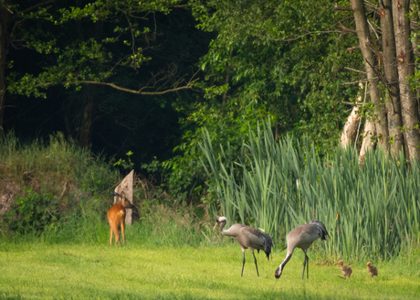 kraanvogels met jongen en ree