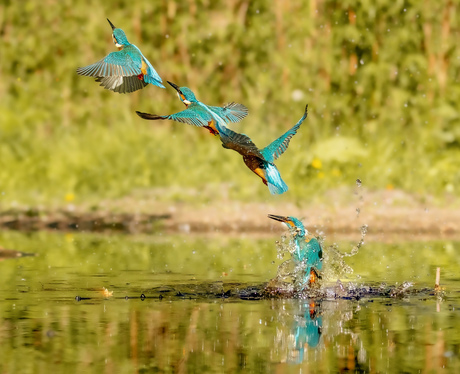 Vier stuks tegelijk???
