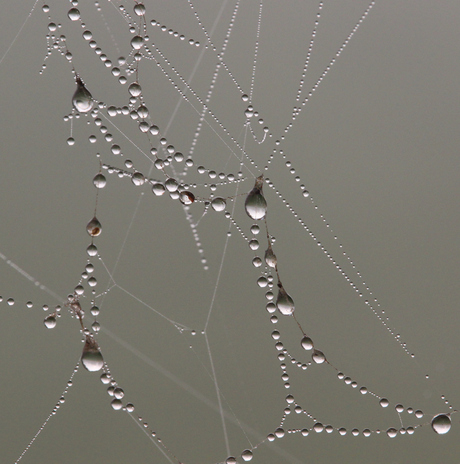 Diamants de gouttes de rosée.