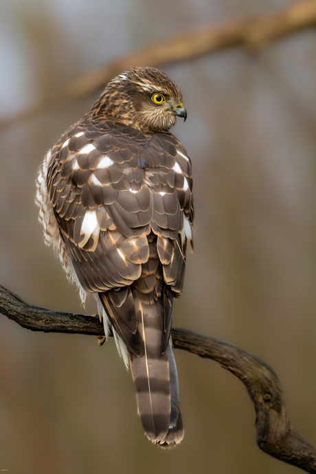 Sperwer - Sparrowhawk