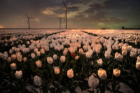 Avondlicht over de Tulpen
