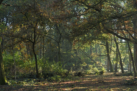 Clingese Bos op een ochtend [2]