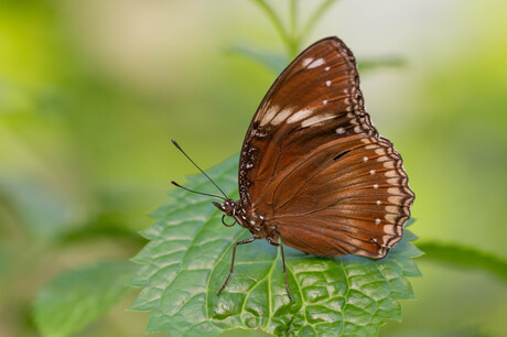 Hypolimnas bolina