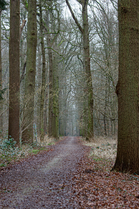 gewoon nog een mooi overzichtelijk laantje