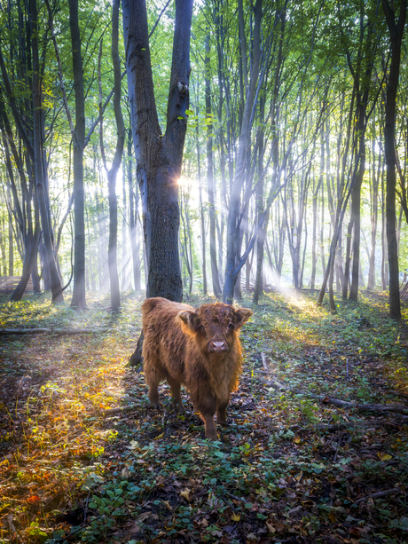 Hooglandertje in zonnestralen