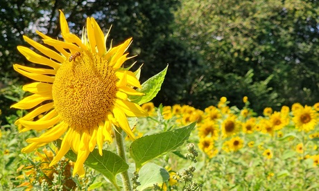 Veld vol zonnebloemen 