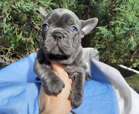 Schattige Franse Bulldog-puppy's.