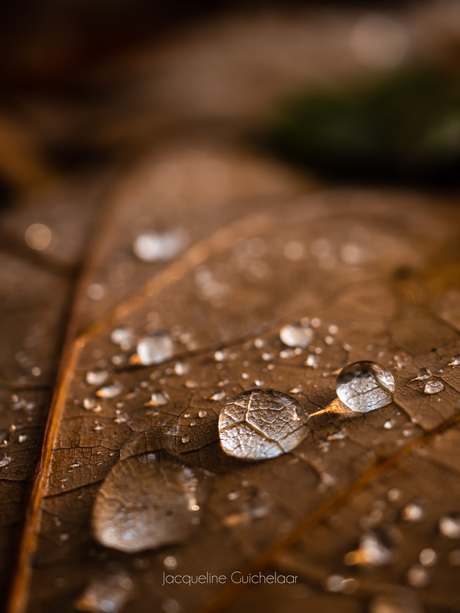 Autumn raindrops