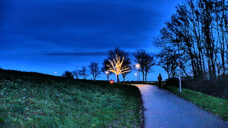 Christmas tree so lonely 