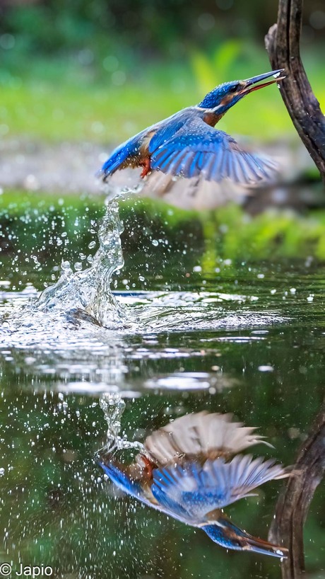 IJsvogel mist prooi