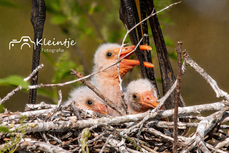 baby's lepelaars in Arboretum-Heempark Delft .