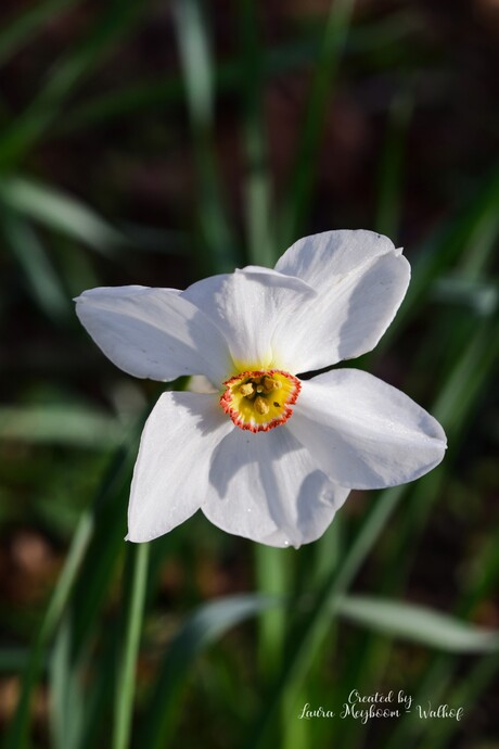 Witte Narcis