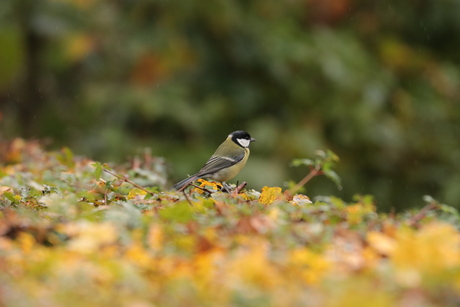 Koolmees in beukenhaag