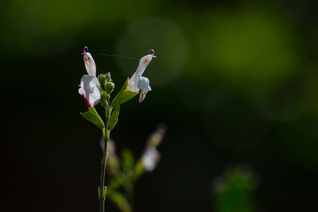 Salvia Microphylla