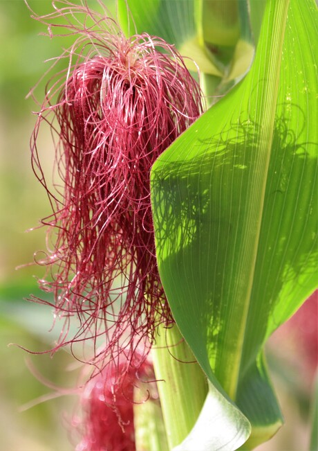 maisbloem in tegen licht