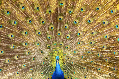 mister peacock 