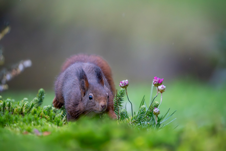 Oh die lekkere bloemetjes 