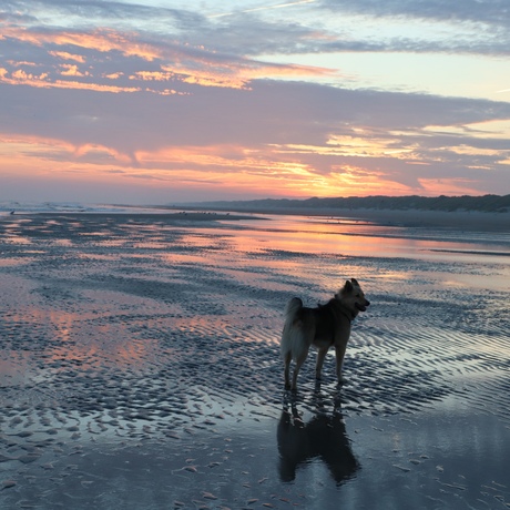 Topper bij zonsopkomst