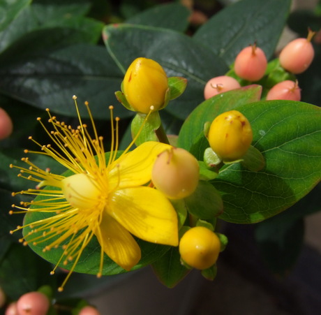 Hypericum