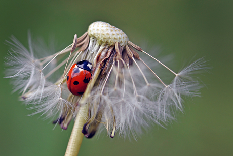 Lovely ladybug