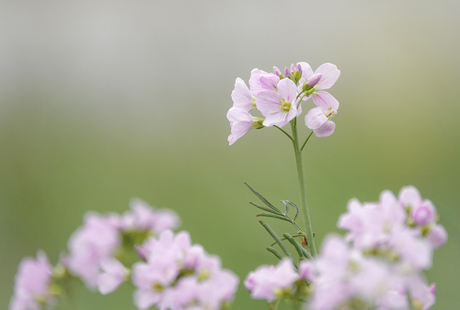 Pinksterbloem