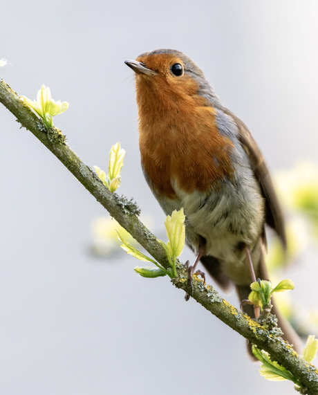 Roodborst op hibiscustakje