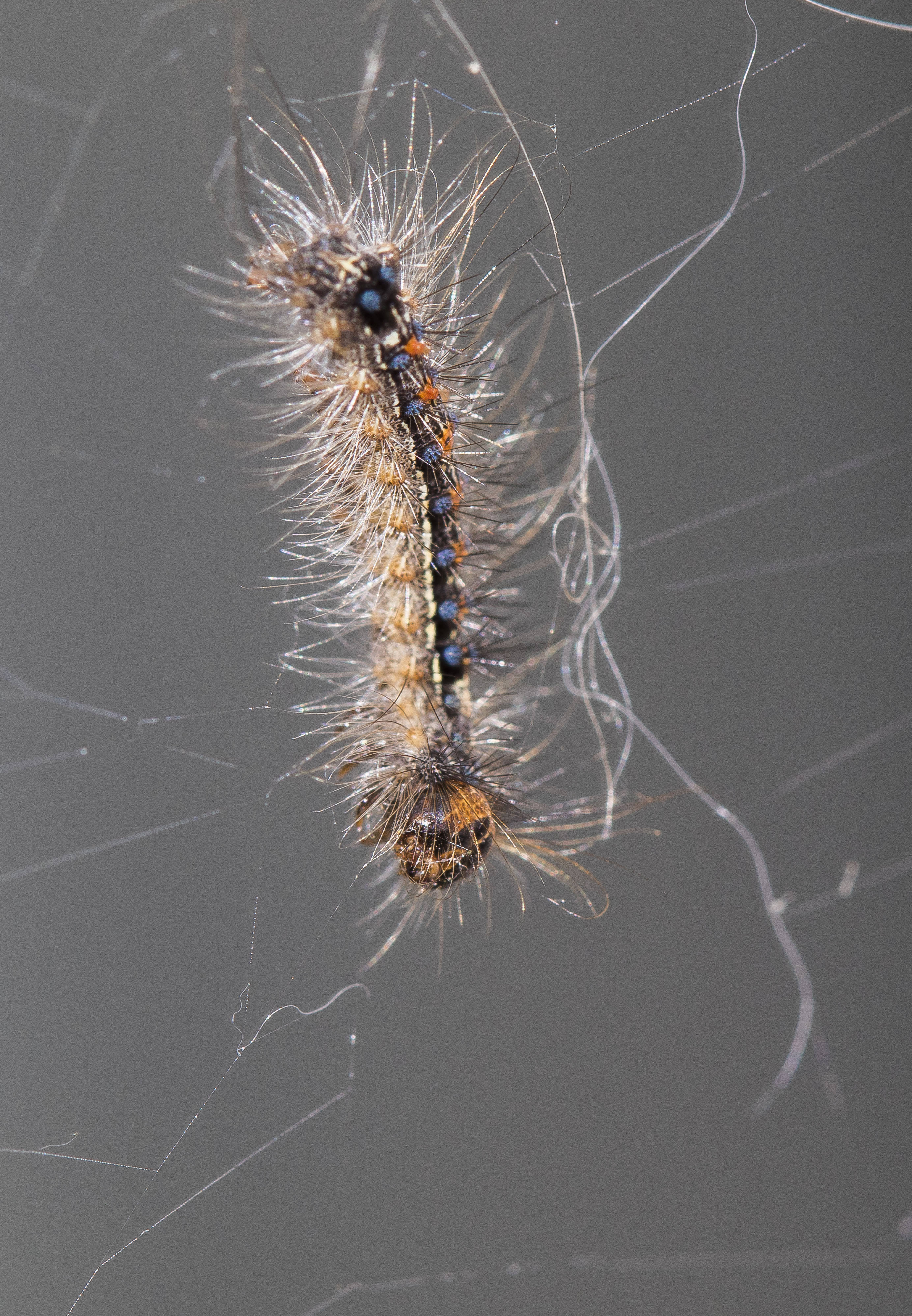 Caught in a web of lies - Deze rups zat vast in een spinneweb. Met heel veel moeite is ze losgekomen. - foto door fam.francke op 25-06-2021 - deze foto bevat: rups, vlinder, insect, macro, natuur, haren, web, insect, geleedpotige, bestuiver, larve, rups, motten en vlinders, ongewervelden, plaag, parasiet, dieren in het wild